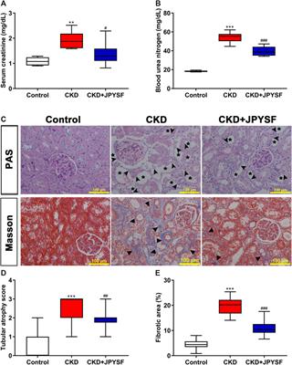 Involvement of Circulating Exosomal MicroRNAs in Jian-Pi-Yi-Shen Formula Protection Against Adenine-Induced Chronic Kidney Disease